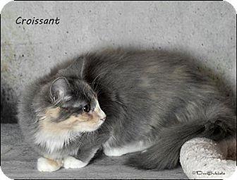Croissant (17581883)