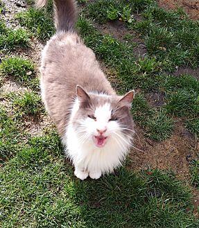 CUSTARD (13053839)