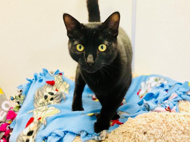 CYRUS (A139031)