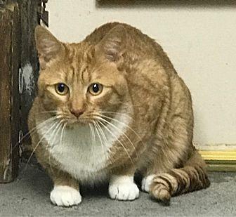 Dagwood (20964532)