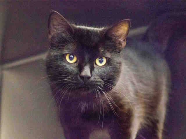*DANIEL (A368890)