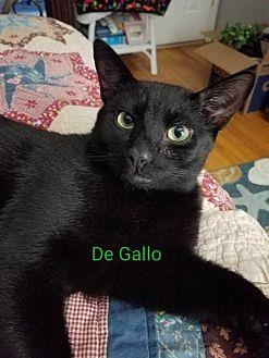 De Gallo (19179452)