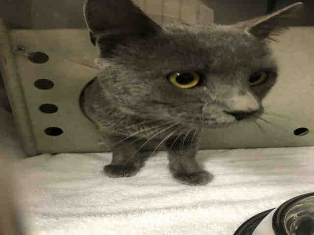 *DENZEL (A158582)