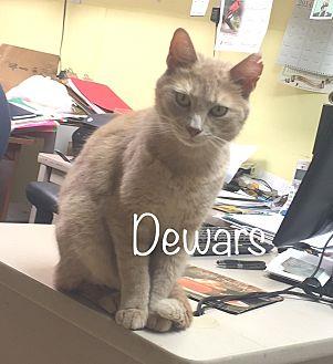 Dewars (20931033)