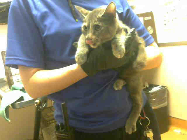 DIAMOND (A901763)