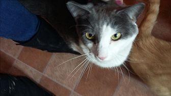 Diesel (12420858)