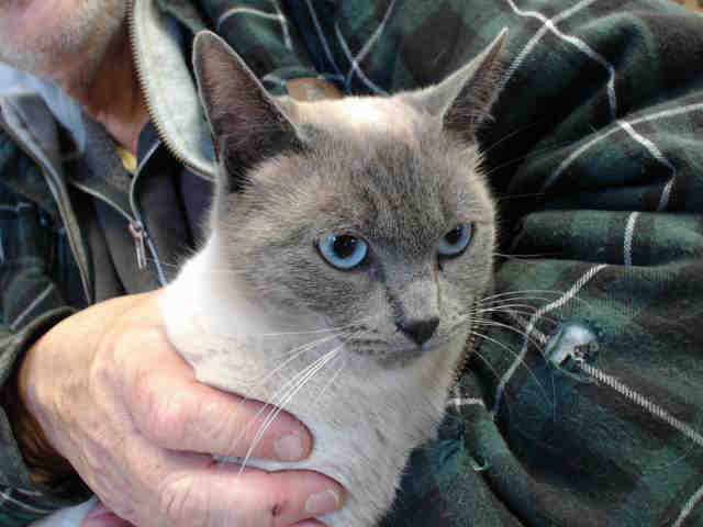 DINK (A014880)