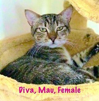 Diva (Egypti (18444410)