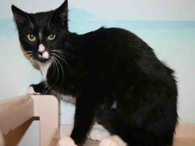 DOT (A491377)