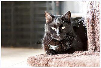 Dottie (10473951)