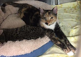 Dottie (21068499)