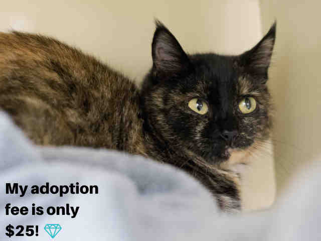 DULCIE (A909089)