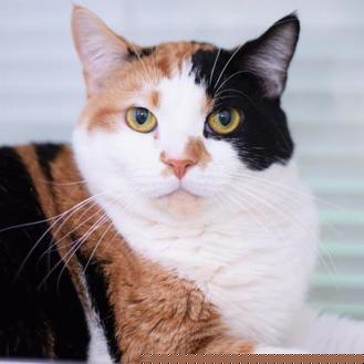 Dutchess (20492898)