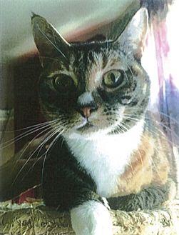 Dutchess (20645118)