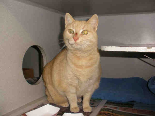 DUTCHESS (A223315)