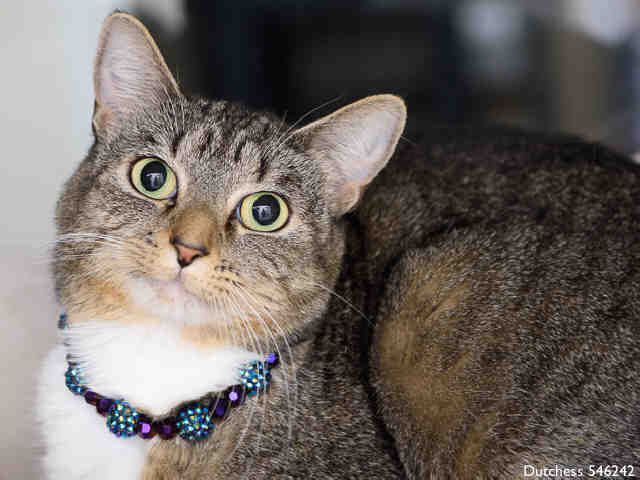 DUTCHESS (A546242)