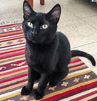 Earl Grey, S (20723308)