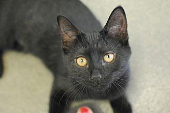 Ebony (19318013)