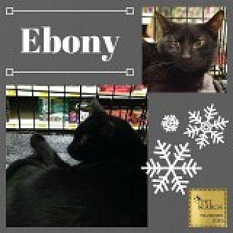 Ebony (20622843)