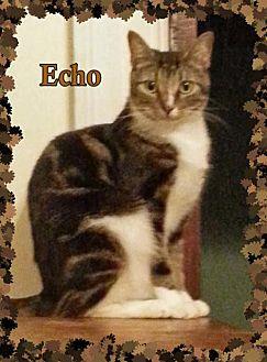 Echo (13409105)