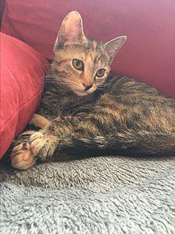 ELSA (20686456)