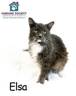ELSA (20856860)