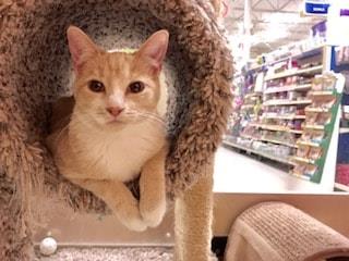 *ESMIE (A719127)