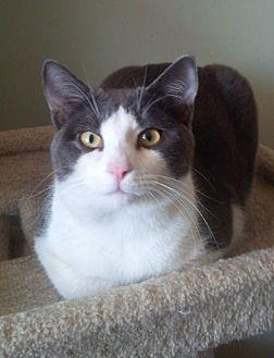 Evan Lap Cat (20958444)
