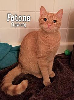 Fatone (20752380)