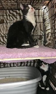 Felix and Fa (21076713)