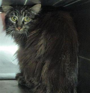 Feral 30388 (21100470)
