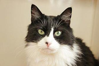 Figaro (19522440)