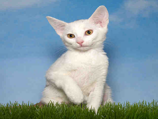 FIJI (A036756)