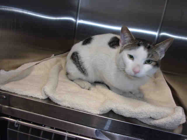 FINN (A104406)