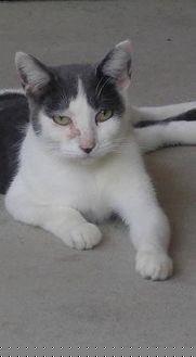 Fitz (19407394)