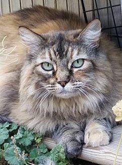 Fluffy (19608750)