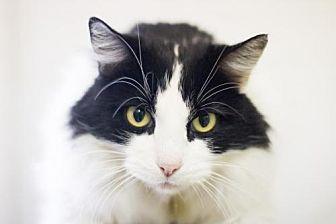 Fluffy (20348679)