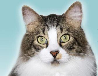 Fluffy (21047225)