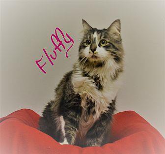 Fluffy (21067194)