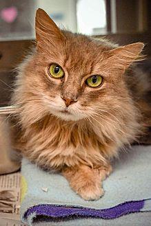 Fluffy (21121278)
