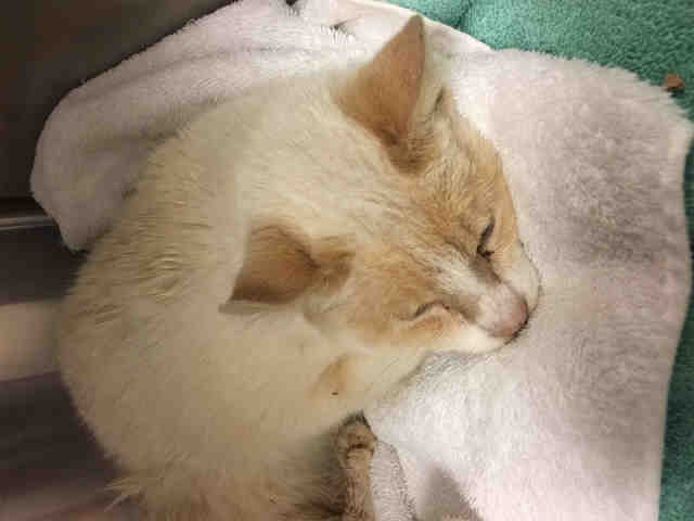 FRANCES (A543957)