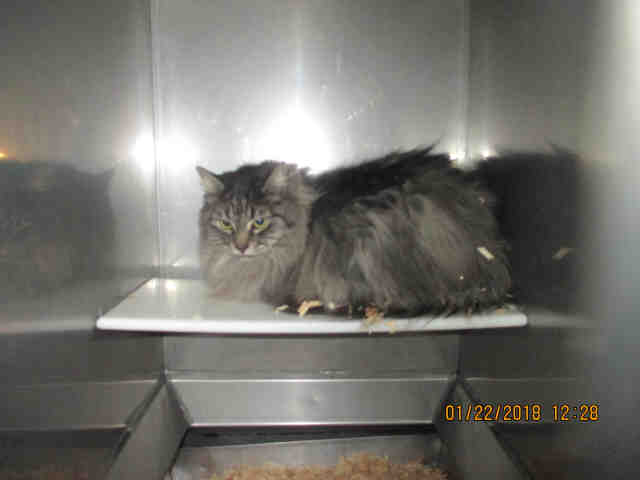 FRANCHESCA (A136785)