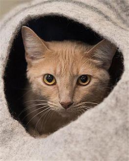 Frankie 2307 (21100458)