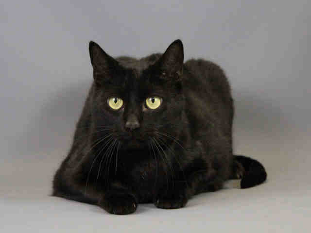 FRANKLIN (A105121)