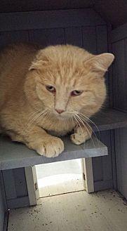 Garfield (20741133)