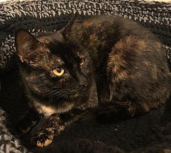 Gato (21120193)