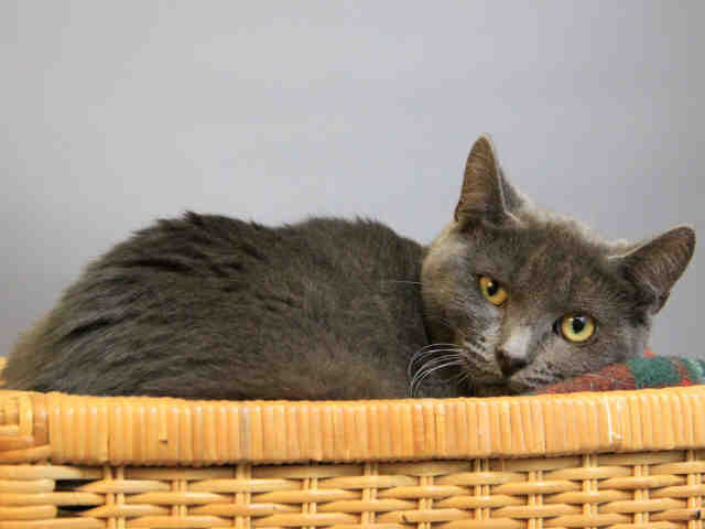 GEMMA (A104391)