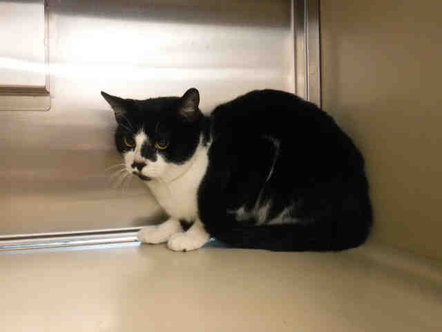 GEORGE (A136111)