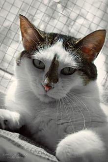 Gidget (9689075)