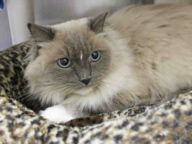 GIGI (A413744)